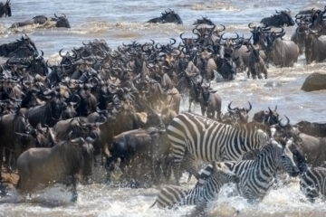 Serengeti migration: fire and rain affect how zebras, wildebeest and gazelles make the journey