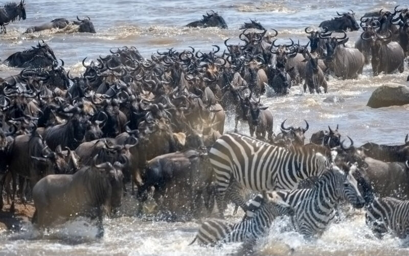 Serengeti migration: fire and rain affect how zebras, wildebeest and gazelles make the journey