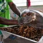 It looks so good: How Charity Adupong is redefining local cuisine in Tema, Ghana crushing ginger at Meannan Foods