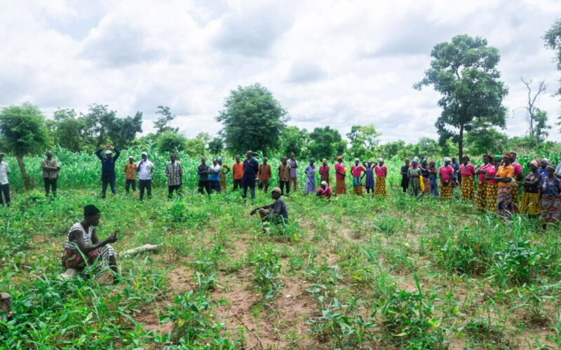 Ghana: can contract farming help smallholder farmers build resilience to climate change?
