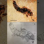 Afristenus orapensis_fossil beetle