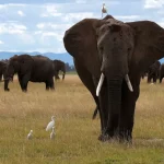 Kenyan Elephant_Amboseli National Park