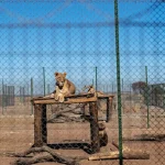 commercial lion farm_SA