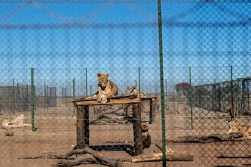 South Africa is to shut down captive lion farms. Experts warn the plan needs a deadline