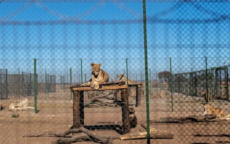 South Africa is to shut down captive lion farms. Experts warn the plan needs a deadline
