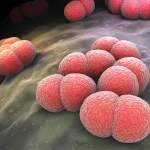 3D illustration of meningitis bacteria