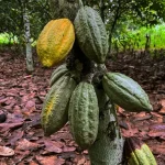 Cocoa beans_Daloa_Ivory Coast