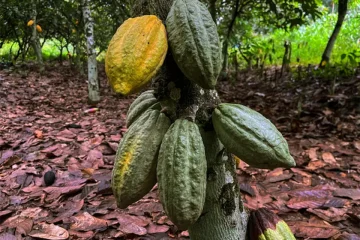 Ivory Coast’s cocoa regulator suspends cooperatives for hoarding beans