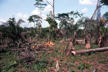 Ghana’s forests are being wiped out: what’s behind this and why attempts to stop it aren’t working