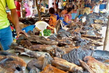 Sierra Leone’s bushmeat markets pose serious health hazards – we studied two for six months to find solutions
