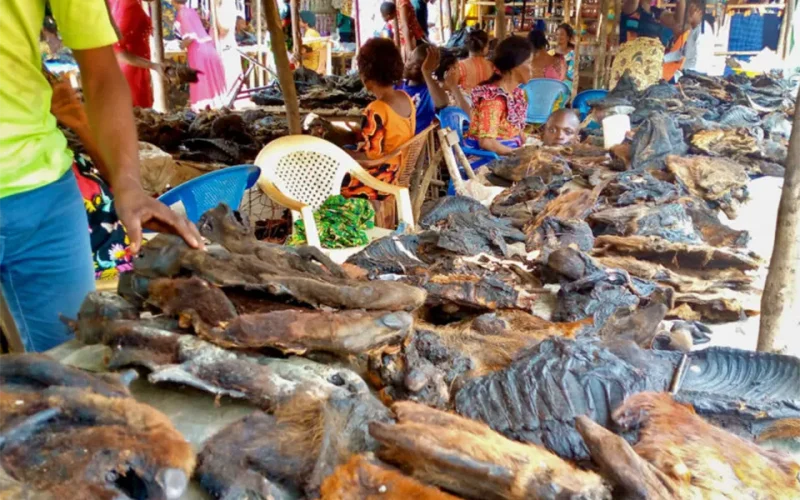 Sierra Leone’s bushmeat markets pose serious health hazards – we studied two for six months to find solutions