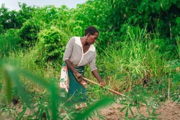 Farming with a mixture of crops, animals and trees is better for the environment and for people – evidence from Ghana and Malawi