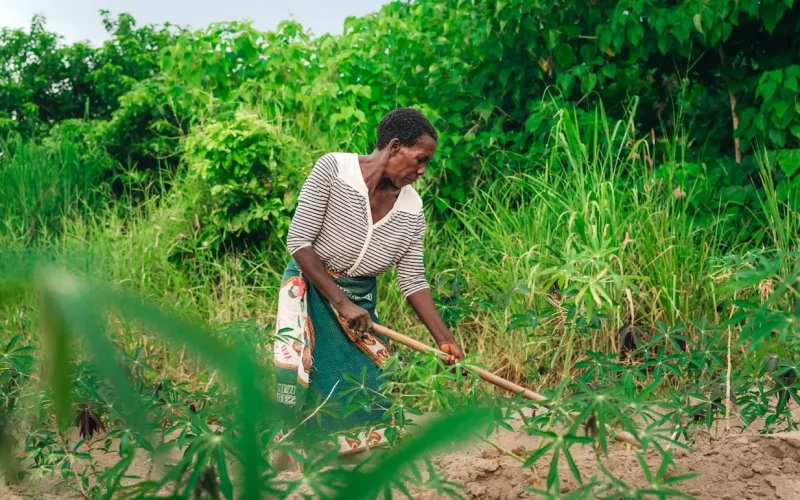 Farming with a mixture of crops, animals and trees is better for the environment and for people – evidence from Ghana and Malawi