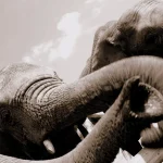 How do you stop elephant herds from trashing crops and trees? Target sensitive nostrils with a ‘scent fence’ Elephant trunks