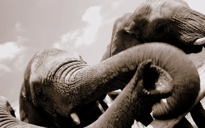 Do elephants make deliberate gestures to ask for things? Our study says yes