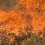 Wildfire