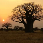 Baobabs