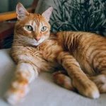 pexels-mati-4734723