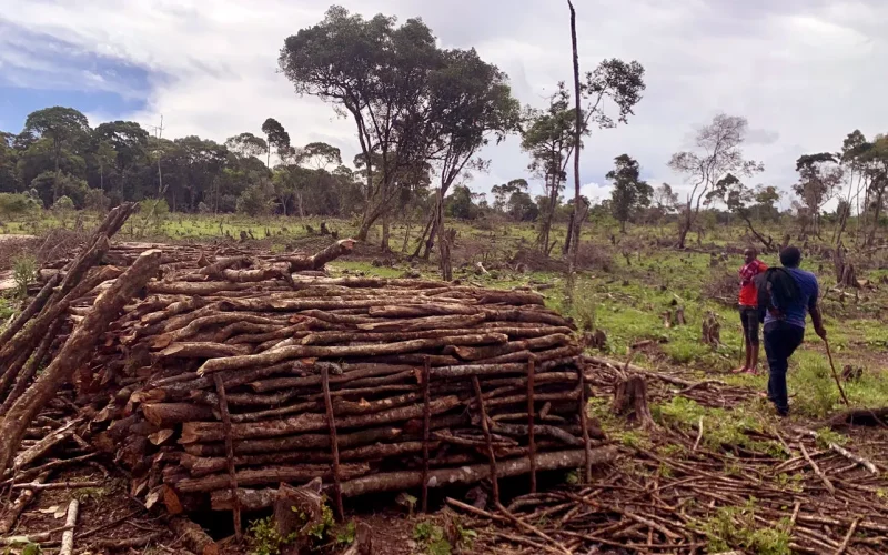 Maasai Mara’s Indigenous forest is disappearing, with drastic consequences