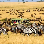 Wildlife, tourism in Serengeti, Maasai-Mara hit by climate change Serengeti National Park