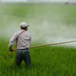 person spraying paraquat pesticide
