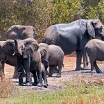 African Forest Elephant