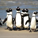African penguin