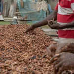 Why Ghanaian farmers have been unable to capitalise on record cocoa prices Cocoa farmers