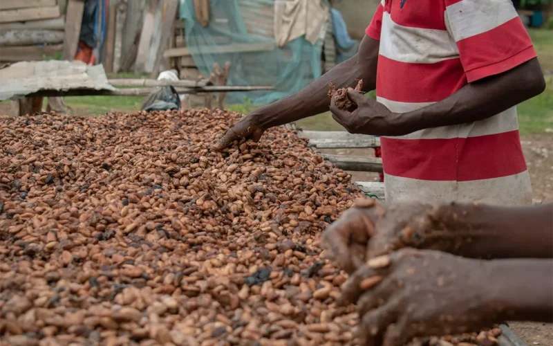 Why Ghanaian farmers have been unable to capitalise on record cocoa prices