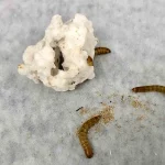 Mealworms