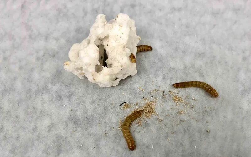 Plastic-eating insect discovered in Kenya