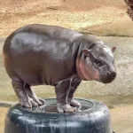 Moo Deng_pygmy hippo