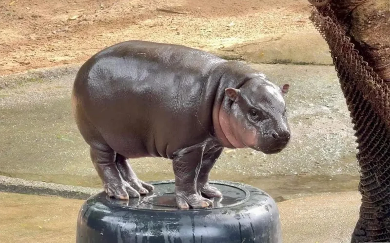 Can a superstar hippo help save Africa’s rainforests?