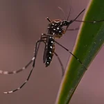 Mosquito