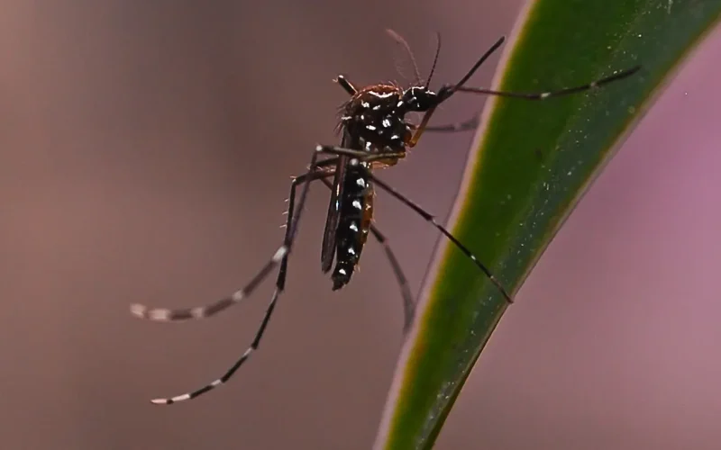 Mosquito season in southern Africa: tonic water and vitamins won’t protect you, but knowing where the hotspots are will