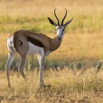 Springbok