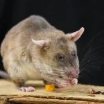 Which animals carry mpox? Our study identified African forest dwelling rodents as one source giant pouched rat