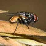 housefly