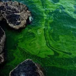 phytoplankton bloom