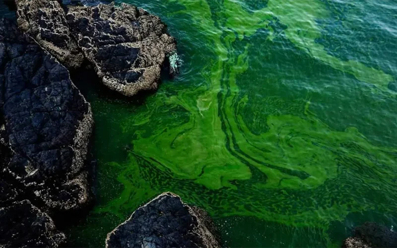 Madagascar’s huge ocean algae bloom was caused by dust from drought-stricken southern Africa