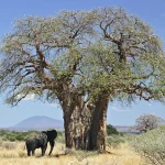Baobab_and_elephant,_Tanzania