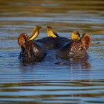 Hippo