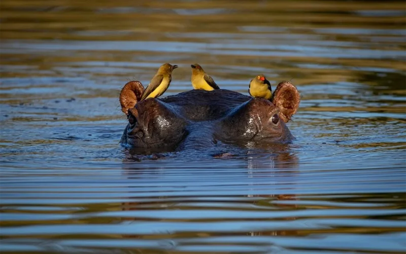 Hippos have been neglected by scientists – that’s why we’re building Africa’s first hippo database