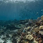 Warming oceans are changing marine habitats – study explores the impact on thousands of species Leonardo_Kino_XL_Warming_oceans_are_changing_marine_habitats_1