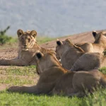 Lion pride