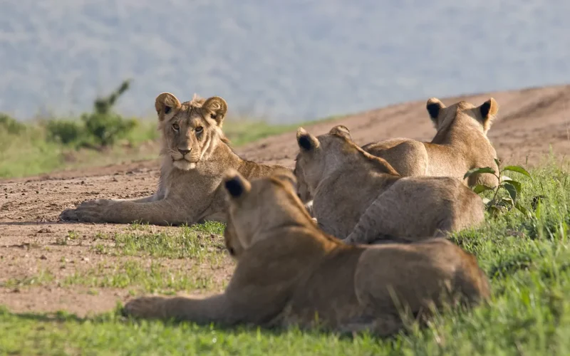 Counting Uganda’s lions: we found that wildlife rangers do a better job than machines