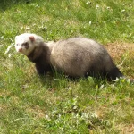 Male ferret_Jake_0314