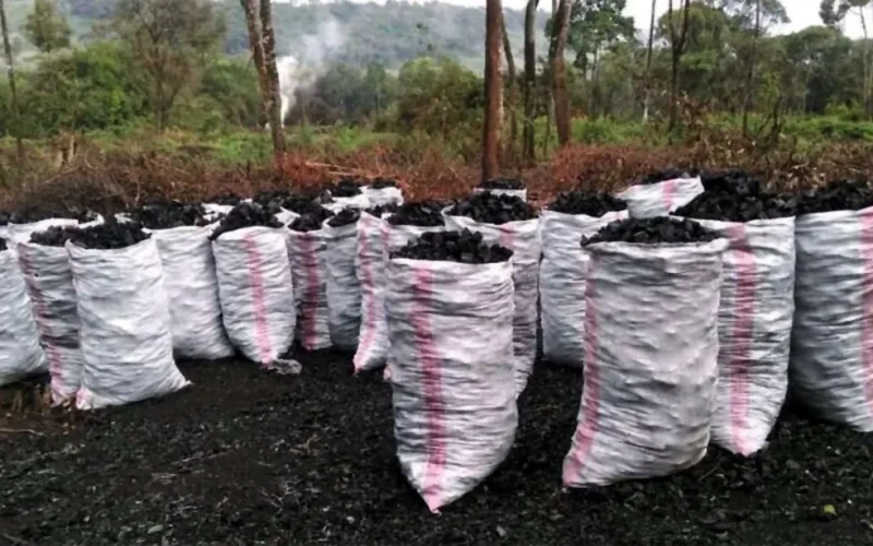 Burundi is losing its trees: how to break heavy charcoal use and tree clearing through climate reforms