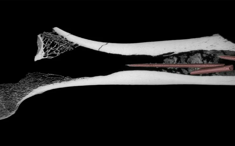 Discovery in South Africa holds oldest evidence of mixing ingredients to make arrow poison