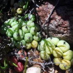 Conophytum_truncatum_-_oudtshoorn_2